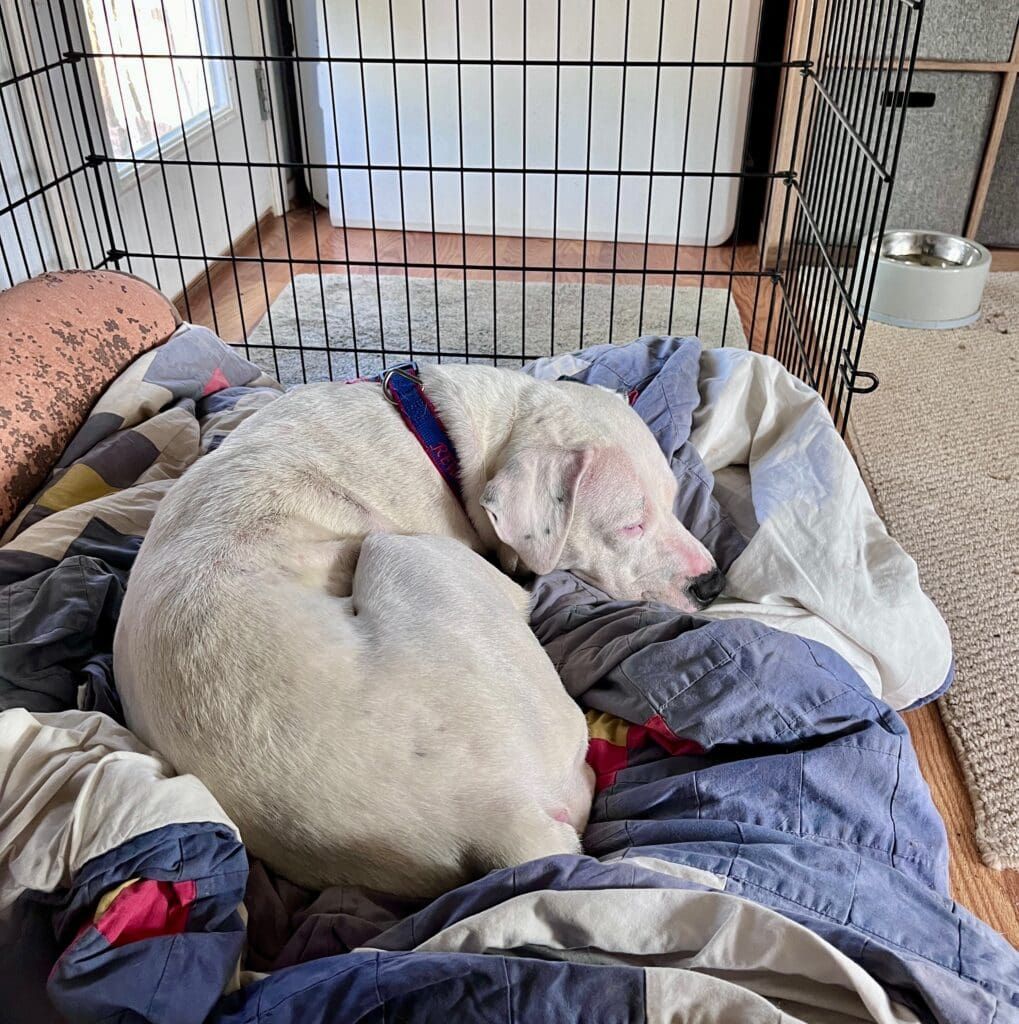 A foster dog rests in a crate in her foster home.