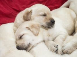 Puppies can experience stress, and this can lead to puppy diarrhea.