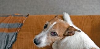 Dogs can get pinkeye, but they're unlikely to get it from humans.