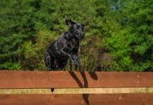 Some dogs view fences as a challenge not a limitation making it hard to keep them from jumping the fence.