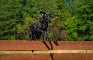 Some dogs view fences as a challenge not a limitation making it hard to keep them from jumping the fence.