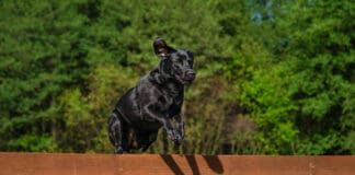 Some dogs view fences as a challenge not a limitation making it hard to keep them from jumping the fence.