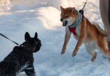 A dog restrained by a leash attempts to charge another dog on a leash.