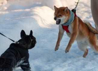 A dog restrained by a leash attempts to charge another dog on a leash.