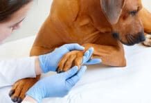 Dog fungal infections can show up in the paws and ears.