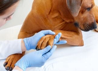 Dog fungal infections can show up in the paws and ears.