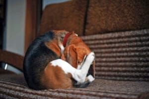 If your dog keeps licking back near tail he could be suffering from discomfort due to allergies, or another issue.