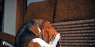 If your dog keeps licking back near tail he could be suffering from discomfort due to allergies, or another issue.