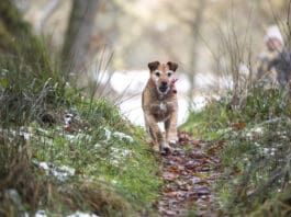 Ticks are active in mild winters, and if you skip on prevention your dog may get bitten.