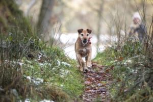 Ticks are active in mild winters, and if you skip on prevention your dog may get bitten.