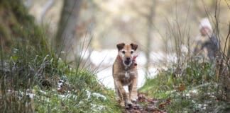 Ticks are active in mild winters, and if you skip on prevention your dog may get bitten.