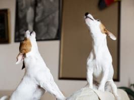Two Jack Russel terriers howl in unison along with a siren or other noise.