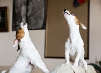 Two Jack Russel terriers howl in unison along with a siren or other noise.