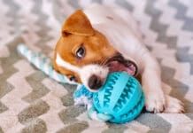 Teething is a trying time for both puppies and their owners. Puppy teething toys can help.