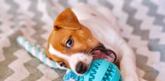 Teething is a trying time for both puppies and their owners. Puppy teething toys can help.