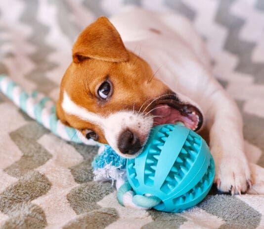 Teething is a trying time for both puppies and their owners. Puppy teething toys can help.