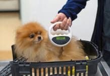 Microchipping a dog offers many advantages for locating the dog, and tracking health records.