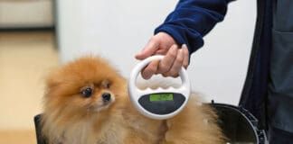 Microchipping a dog offers many advantages for locating the dog, and tracking health records.