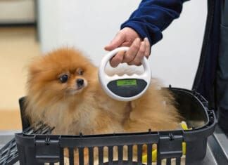 Microchipping a dog offers many advantages for locating the dog, and tracking health records.