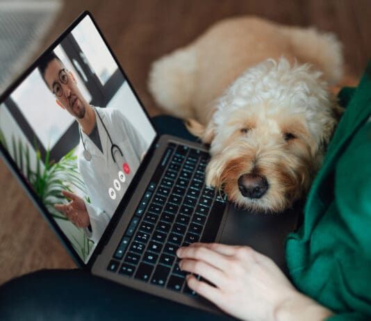 Veterinary telehealth can provide immediate care for your dog when they need it most.