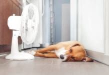 A dog with a fever can be comforted by cooling him down.