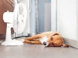 A dog with a fever can be comforted by cooling him down.