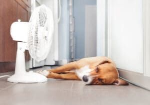 A dog with a fever can be comforted by cooling him down.