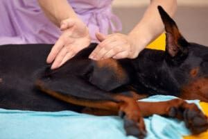 Canine rehabilitation therapists help provide dogs with physical rehab.