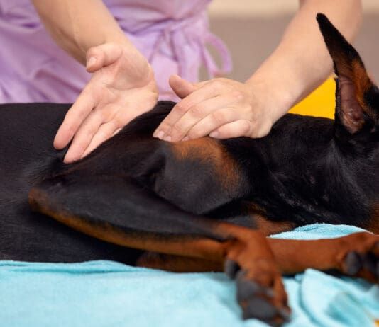Canine rehabilitation therapists help provide dogs with physical rehab.