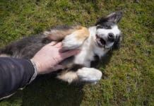 Some dogs are ticklish, and some of these enjoy being tickled.