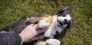 Some dogs are ticklish, and some of these enjoy being tickled.