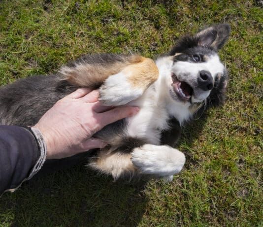 Some dogs are ticklish, and some of these enjoy being tickled.