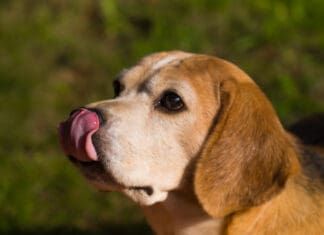 Licking can be a sign of displacement behavior in dogs.