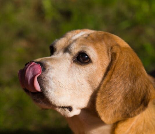 Licking can be a sign of displacement behavior in dogs.