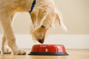 Dog gut health is an increasingly important part of keeping a dog healthy.