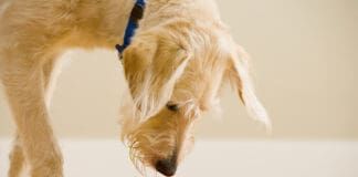 Dog gut health is an increasingly important part of keeping a dog healthy.