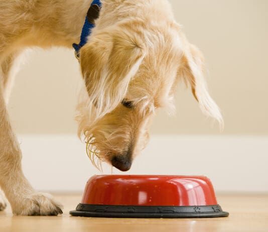Dog gut health is an increasingly important part of keeping a dog healthy.