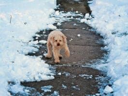 How cold is to cold for a dog? It depends on the dog.