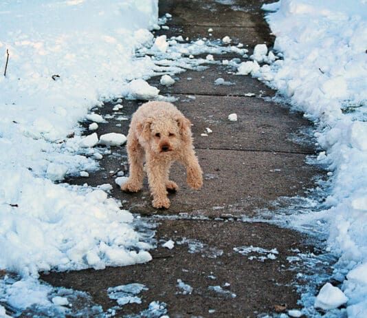 How cold is to cold for a dog? It depends on the dog.