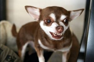 A reactive chihuahua snarls at the camera.