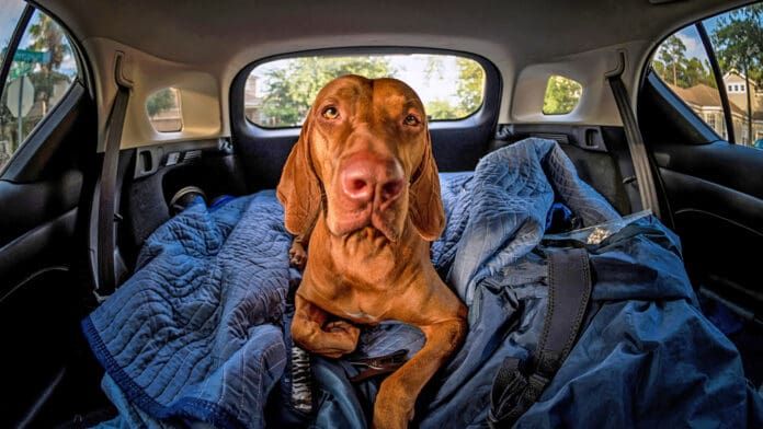 Cerenia for dogs is an injection for vomiting and motion sickness.