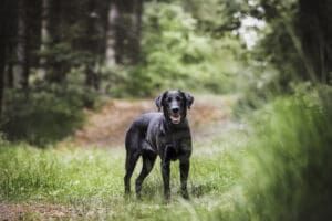Walks in the wilderness are fun for both you and your dog, but can open them up to tickborne infections like babesiosis.