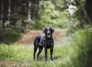 Walks in the wilderness are fun for both you and your dog, but can open them up to tickborne infections like babesiosis.