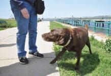 Dog dogging away from a person who is hovering over him.