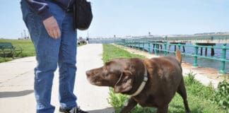 Dog dogging away from a person who is hovering over him.