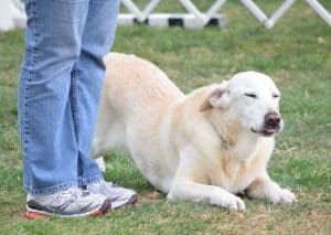 Dog body language can communicate clear signs of discomfort.