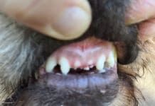 A dog can break their teeth playing in the house.