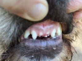 A dog can break their teeth playing in the house.