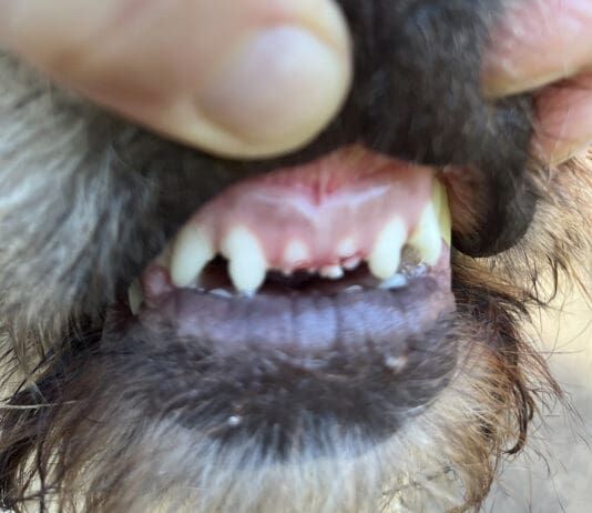 A dog can break their teeth playing in the house.