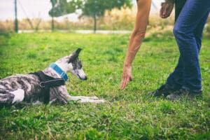 A whippet dog learns how to crawl via hand instructions from his owner.